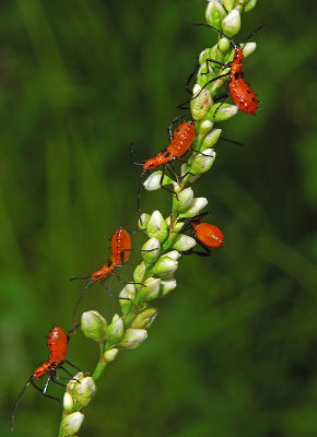 Leaf-footed Bug Nymphs
