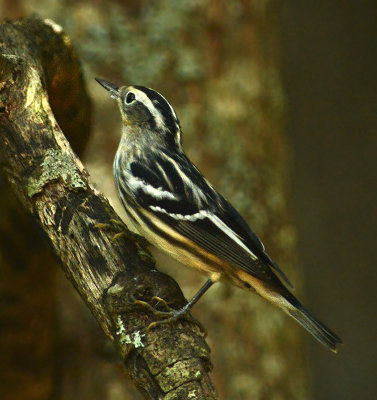 Black and White Warbler