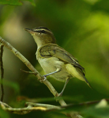 Red-eyed Vireo 