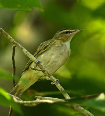 Red-eyed Vireo 