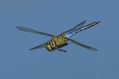 Common Green Darner in Flight