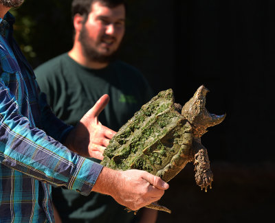 Alligator Snapping Turtle Ready for Release