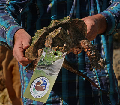Alligator Snapping Turtle Ready for Release