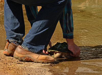 Releasing Alligator Snapping Turtle