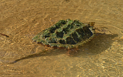 Alligator Snapping Turtle Swimming Away