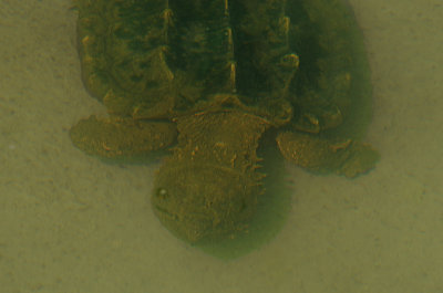 Alligator Snapping Turtle Under Water