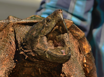 Alligator Snapping Turtle with Open Mouth