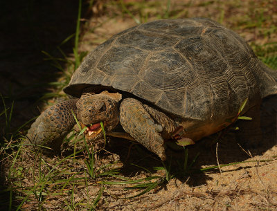 Threatened Gopher Tortoises