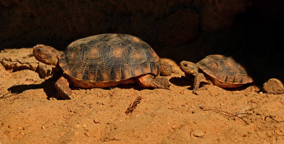 Two Gopher Tortoises 
