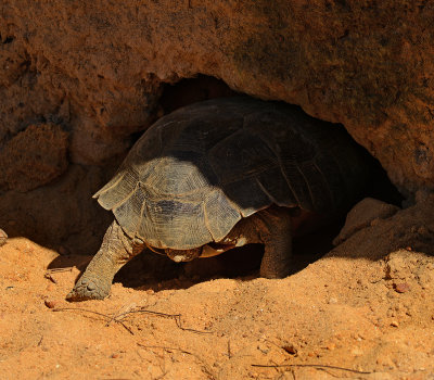 Gopher Tortoise Entering Burrow
