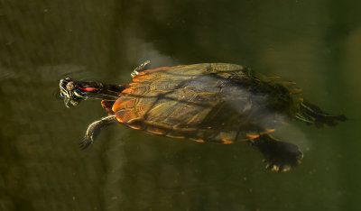 Red-eared Slider 