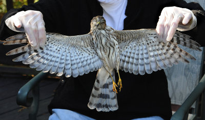 Deceased Juvenile (1st Year) Bird