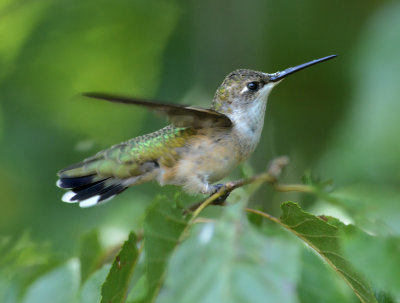 Female