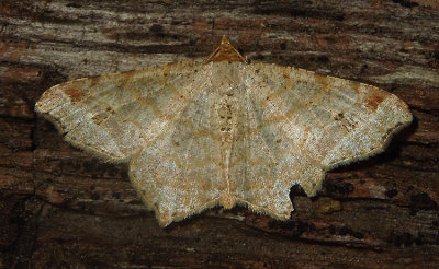 Red-headed Inchworm Moth (6342)