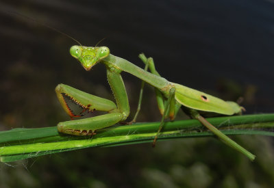 Carolina Mantis 