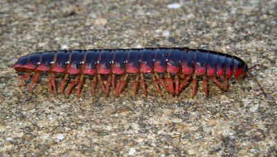 Red-sided Flat Millipede 