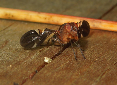 Picture-winged Fly