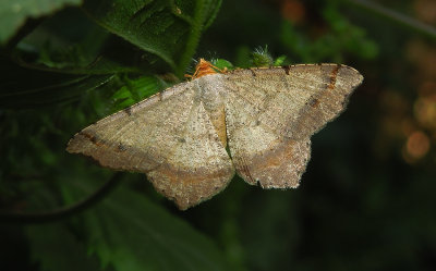Red-headed Inchworm Moth (6342)