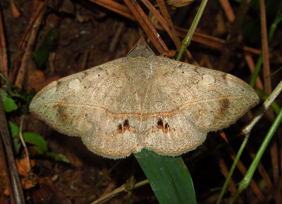 Velvetbean Caterpillar Moth (8574)