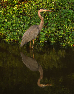 Juvenile