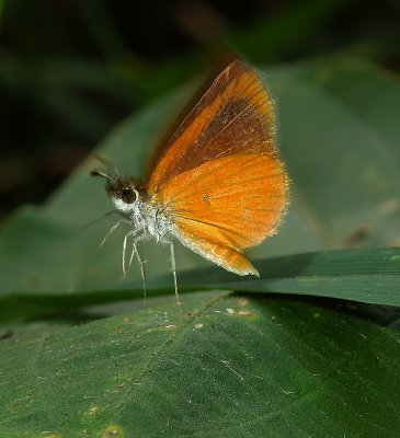 Least Skipper