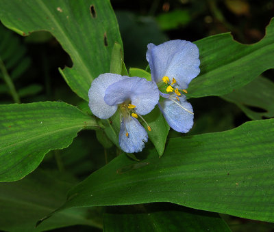 Dayflower, Virginia