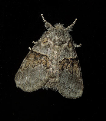 Common Gluphisia Moth (7931)