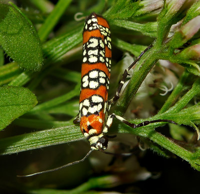 Ailanthus Webworm Moth (2401)