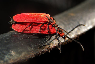 Golden Net-wing Beetles