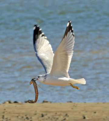 Ring-billed Gull with Eel 