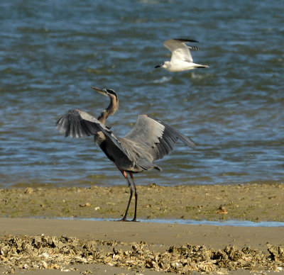 Great Blue Heron and Tern 