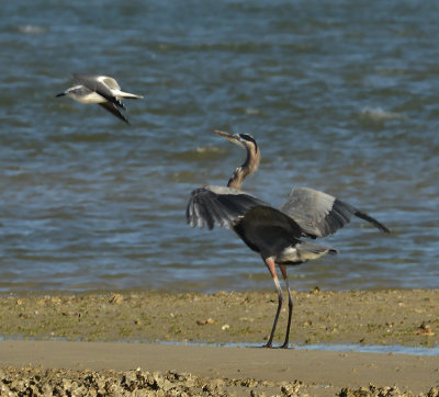 Great Blue Heron and Tern
