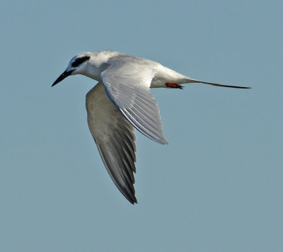 Forster's Tern