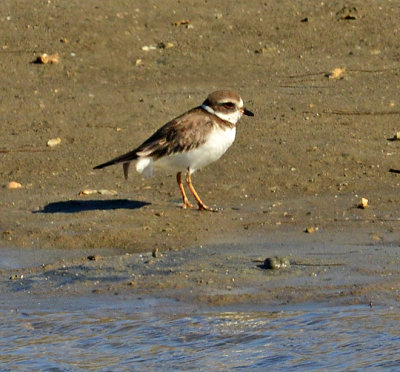 Semipalmated Plover 