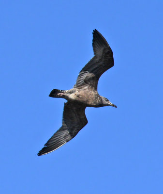 Herring Gull 