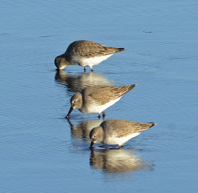 Semipalmated Sandpipers 
