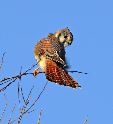 American Kestral 