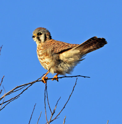 American Kestral