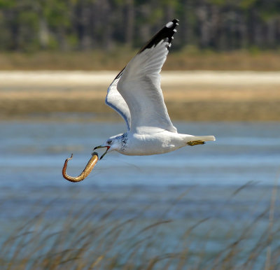 Ring-billed Gull with Eel