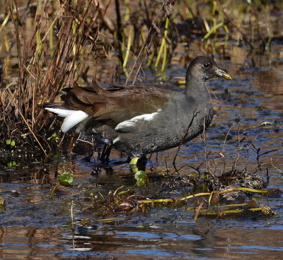 Non-breeding Adult 