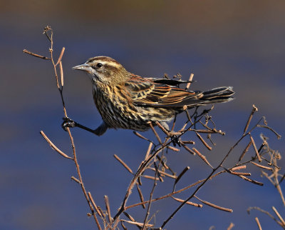 Savannah Sparrow 