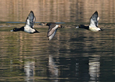Ring-necked Ducks in Flight 