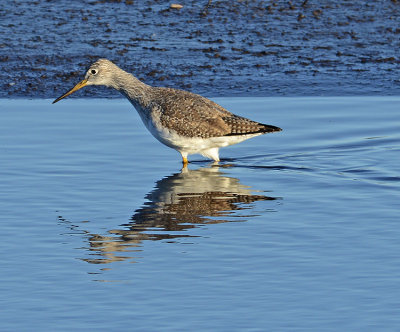 Breeding Adult