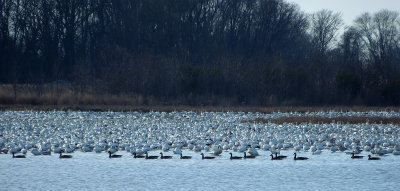 Snow and Canada Geese