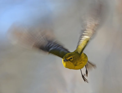 Male in Flight