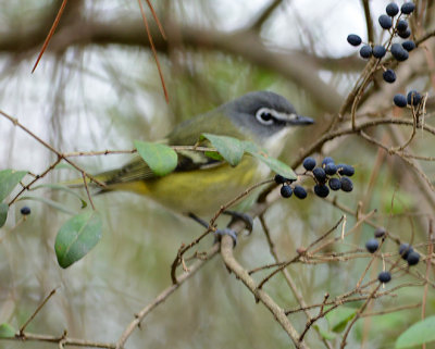 Blue-headed Vireo 