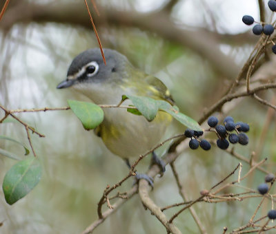 Blue-headed Vireo 