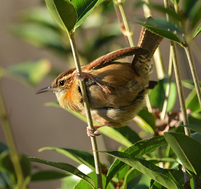 Carolina Wren 