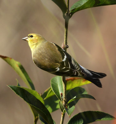 Non-breeding Male