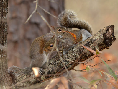 Gray Squirrels- A Tender Moment